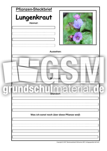 Pflanzensteckbrief-Lungenkraut.pdf